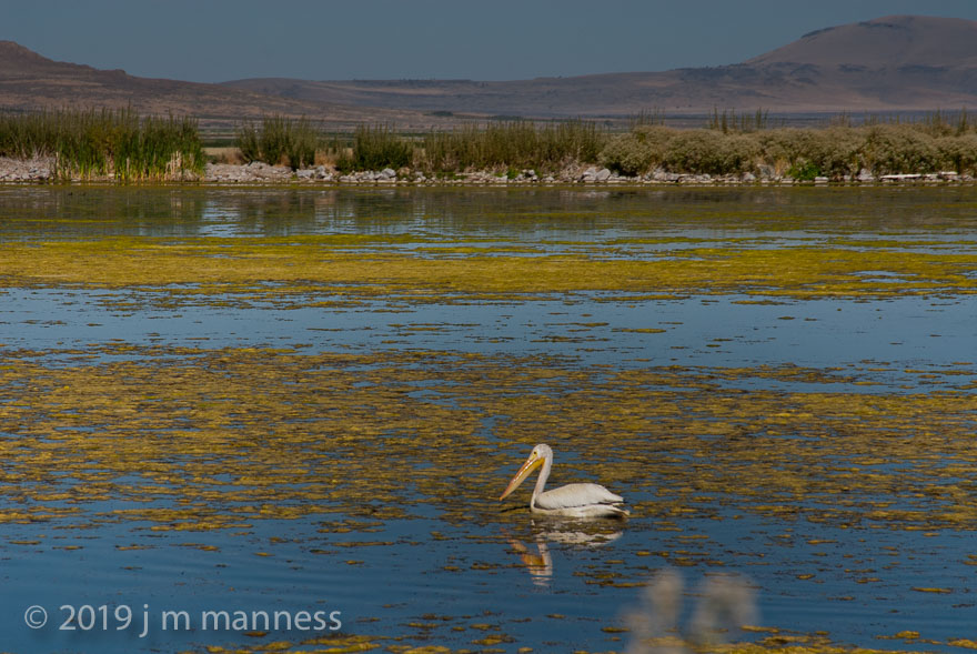 Pelican, Tule Lake National Wildlife Refuge