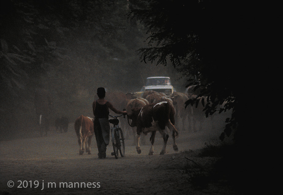 Cattle Drive - Kisoroszi, Hungary