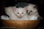 Kittens in Basket 0022 - Arcos, Spain