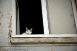 Cat in Window 013 - Estonia
