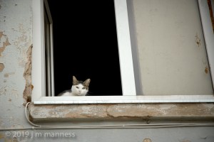 Cat in Window 013 - Estonia