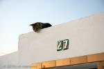 Cat on Roof 046 - Arcos, Spain