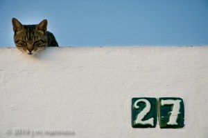 Cat on Roof 047 - Arcos, Spain