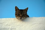 Cat on Roof 048 - Arcos, Spain