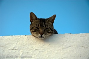 Cat on Roof 048 - Arcos, Spain