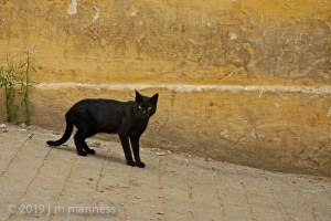 Black Cat in Street 062 - Tangiers, Morocco