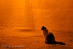 Cat in Street 092 - Arcos, Spain