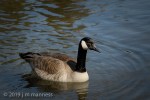 Goose in Bend Park 09668 - Oregon