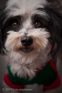 Dog 12888 - Cali, Colombia