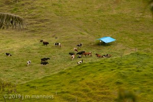 Cattle Grazing 13988 - Outside Salento, Colombia