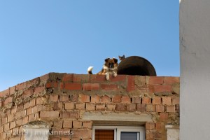 Dog & Cat on Rooftop 147 - Arcos, Spain