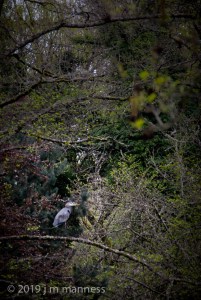 Great Blue Heron 15174 - Johnson Creek, Portland, Oregon