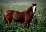 Horse in Field 18 - Estonia