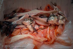 Fish pieces in Market - Helsinki