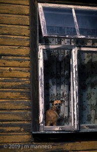 Pooch in Window - Tartu, Estonia