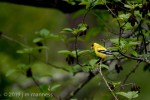 Goldfinch 5430 - Oregon