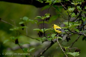Goldfinch 5430 - Oregon