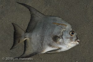 Fish on Playa 6426 - Cartagena