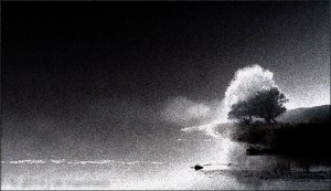 Bodrog Tree in Fog BW