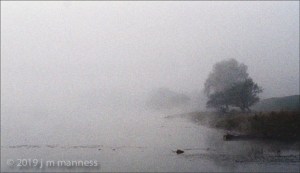 Bodrog Tree in Fog Color