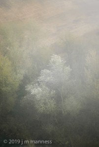 Tree in Fog 0155b -Arcos, Spain