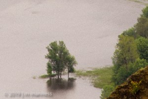 Comumbia River Tree - 0006