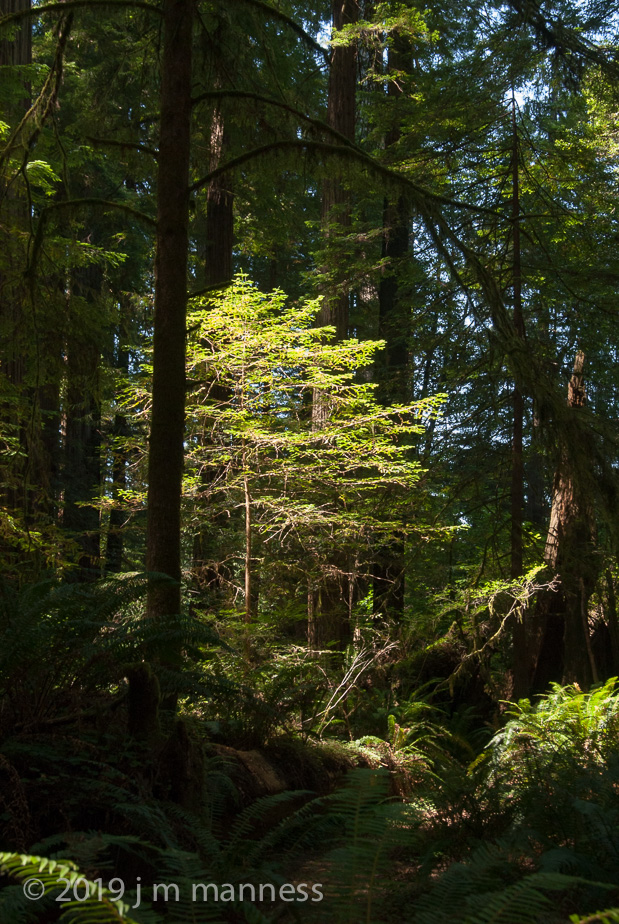 Redwoods, California